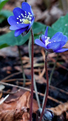 28.1.25