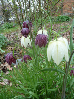 Fritillaria meleagris_P1060473.JPG