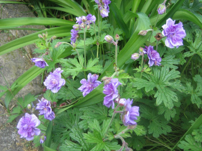 Geranium himalayense plenum_5128.JPG