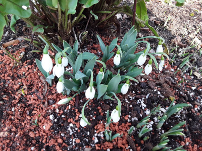 Galanthus elwesii