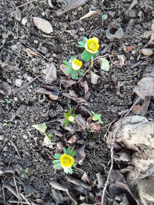 Eranthis hyemalis