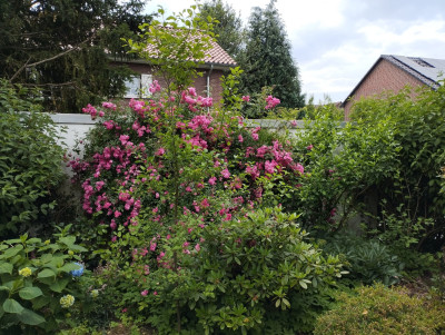 260203_Hydrangea.jpg