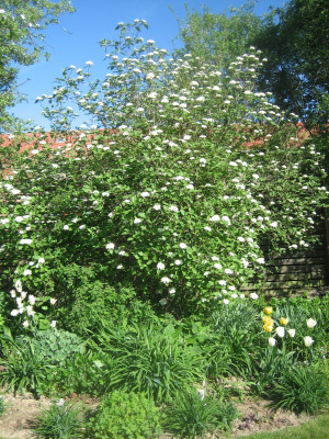 Viburnum lantana_4507_r1.JPG