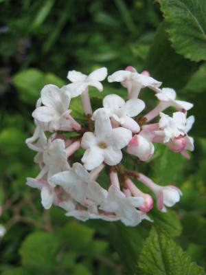 Viburnum carlesii_9357.JPG