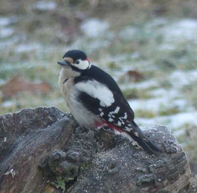 P1020190b.JPG