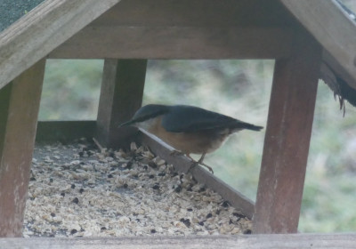 P1020186b.JPG