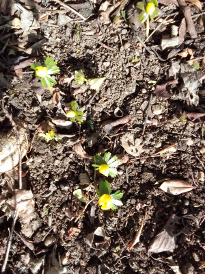 Eranthis hyemalis