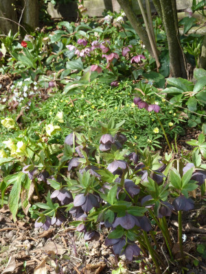 04 Helleborus-Quartier_P1060454.JPG