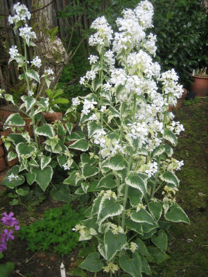Lunaria annua var. albiflora 'Variegata_9372.JPG