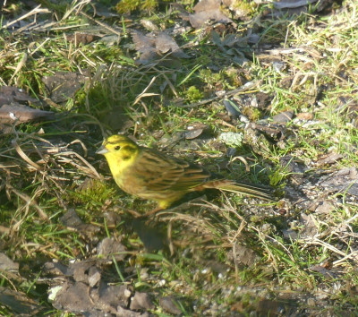 P1020205b.JPG