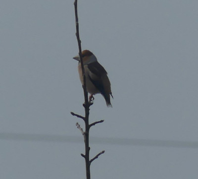P1020200b.JPG