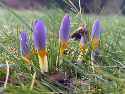 Crocus sieberi 'Tricolor' (Sieber-Krokus)