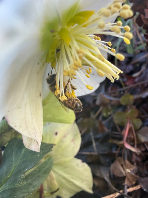 Helleborus niger 'Albert's Gold' (Christrose) + erste Biene