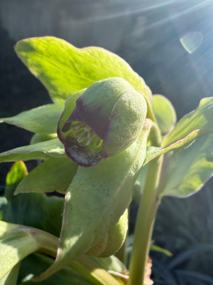 Helleborus foetidus 'Sopron' (Stinkende Nieswurz)
