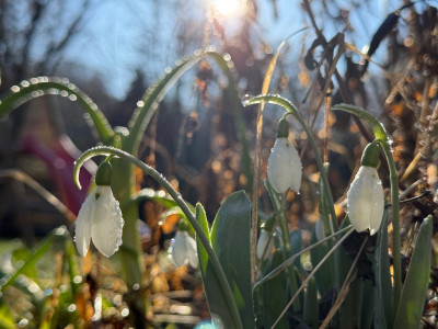 Galanthus elwesii 'Snow Fox' (Großblütiges Schneeglöckchen)