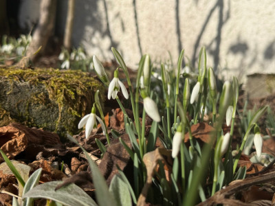Galanthus nivalis (Kleines Schneeglöckchen