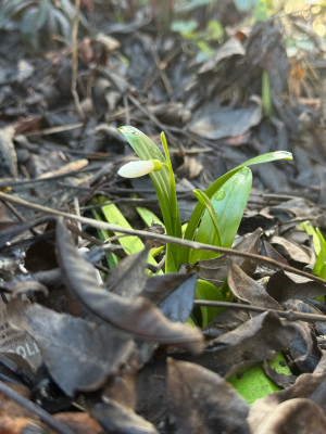 Galanthus woronowii (Woronow-Schneeglöckchen)