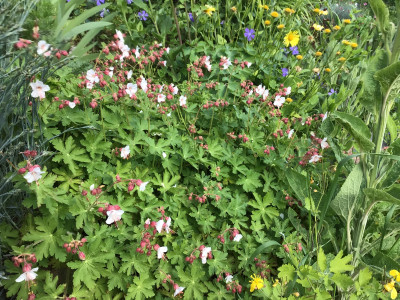 IMG_0216.jpeg