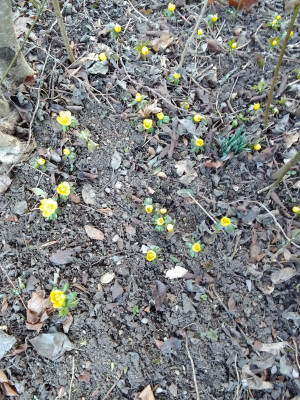 Eranthis hyemalis