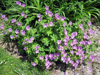 Geranium 'Sirak'_0705.JPG