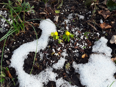 Eranthis hyemalis