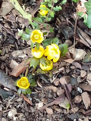 Eranthis hyemalis