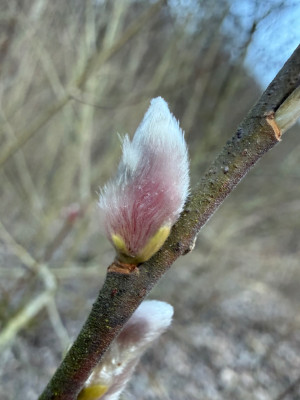 Salix Caprea Kätzchen