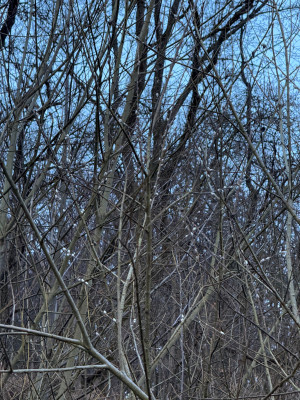 Salix Caprea (Salweide) am Naturstandort