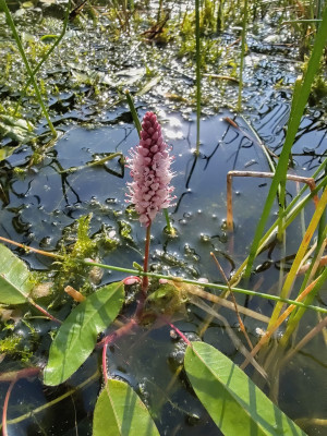Persicaria amphibia