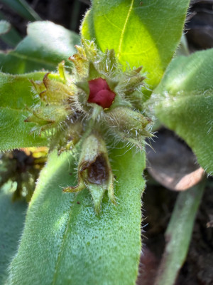 Pulmonaria rubra 'Redstart'
