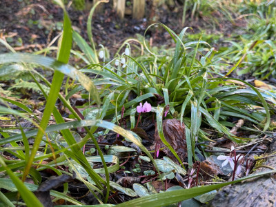 Cyclamen coum + Galanthus