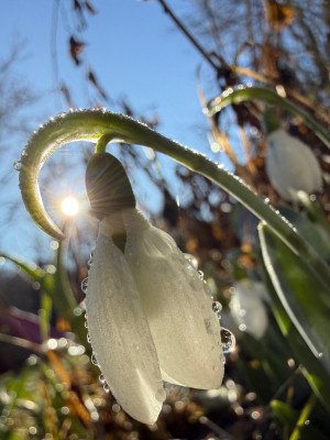 Galanthus elwesii 'Snow Fox'
