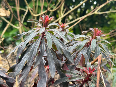 Euphorbia amygdaloides 'Purpurea'