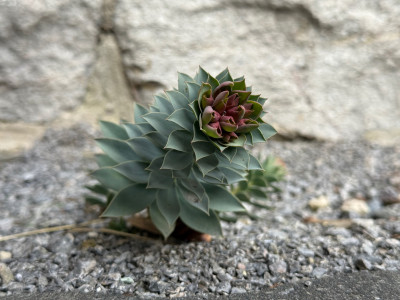 Euphorbia rigida