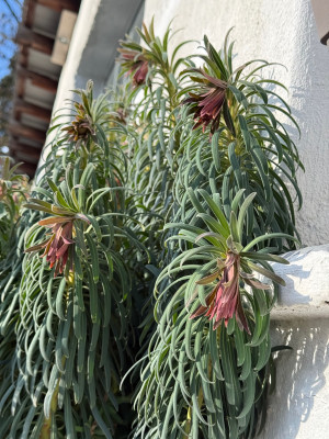 Euphorbia characias ssp. wulfenii