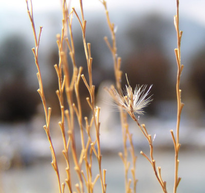miscanthus_dez.jpg