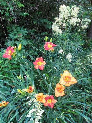 'Bernstein Juwel' und Cherry Eyed Pumpkin vor Thalictrum lucidum.JPG