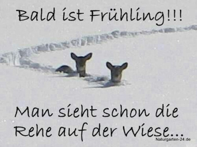 bald_i10.jpg