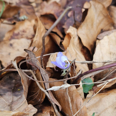 Hepatica nobilis - blauer Hauch 20260205_134259.jpg