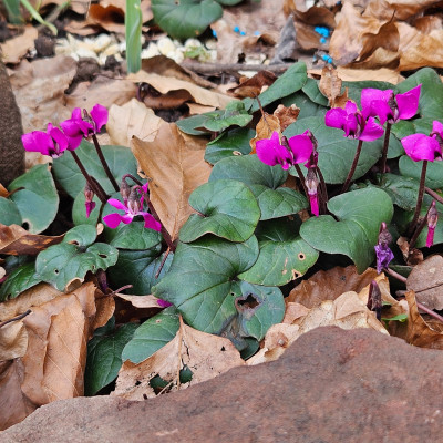 Cyclamen coum 20260205_134432.jpg