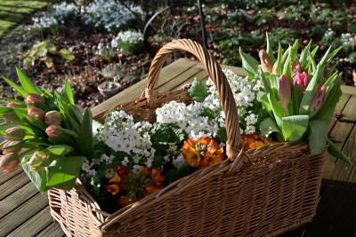 Fruehlingsblumen-Feb0726_010_01.JPG
