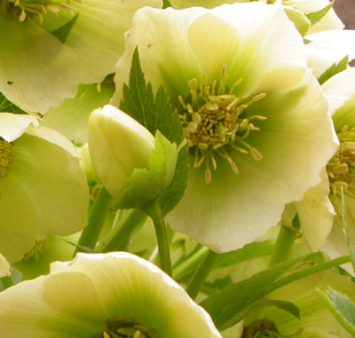 Helleborus_orientalis_DSCN8475.jpg