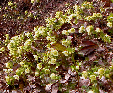 Helleborus_orientalis_DSCN8506.jpg