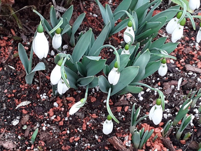 Galanthus elwesii