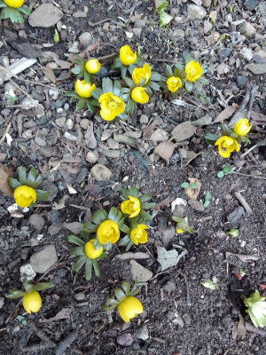 Eranthis hyemalis
