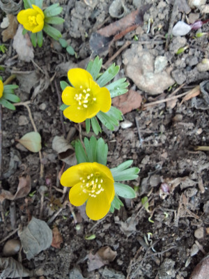 Eranthis hyemalis