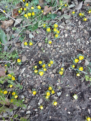 Eranthis hyemalis
