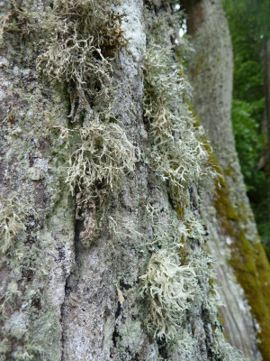 Gut Orellen Flechten_P1070110.jpg