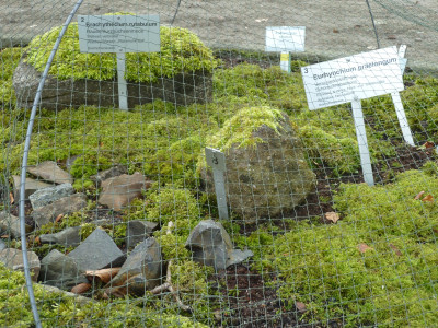 Moosanpflanzung_P1060298.JPG