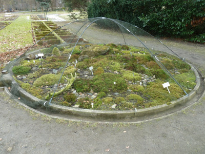 Moosanpflanzung_P1060296.JPG